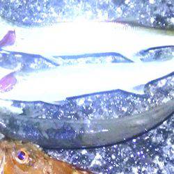 焼津港は太刀魚！カマスも好調